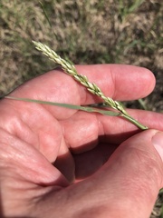 Tridens albescens