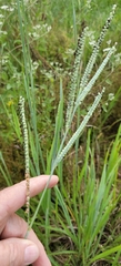 Paspalum floridanum