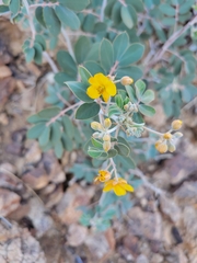 Senna covesii