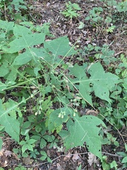 Polymnia canadensis