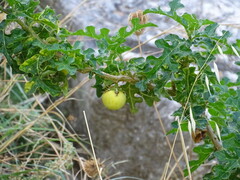 Solanum linnaeanum