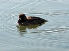 Aythya affinis