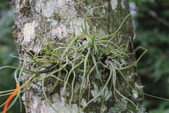 Tillandsia butzii