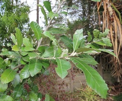 Brachylaena discolor