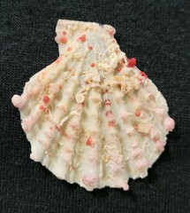 Caribachlamys pellucens