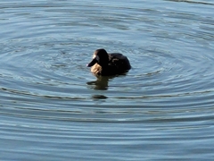 Aythya affinis
