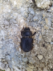 Lucanus cervus