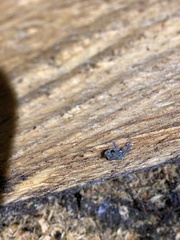 Pristimantis ventrimarmoratus