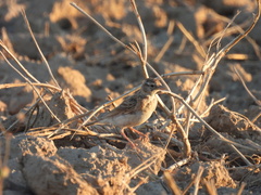 Calandrella brachydactyla