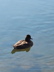 Aythya affinis