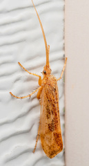 Limnephilus