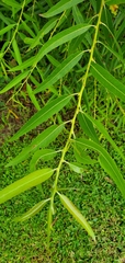 Salix nigra