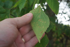 Pachypsylla celtidisvesicula