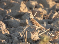Calandrella brachydactyla