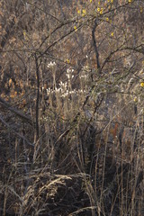 Kleinia longiflora