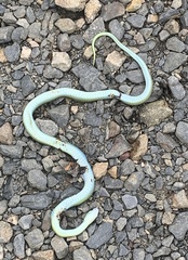 Opheodrys vernalis