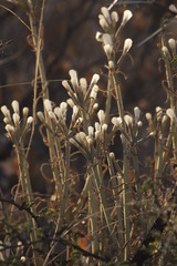 Kleinia longiflora