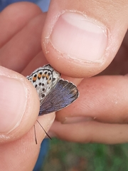Plebejus