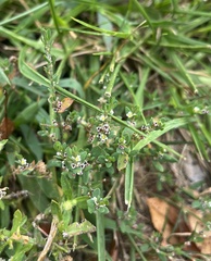 Polygonum arenastrum