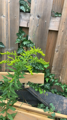 Solidago