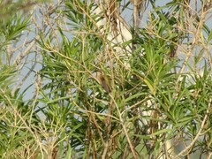 Archilochus alexandri