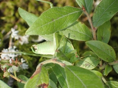 Scudderia curvicauda