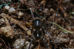 Phrurolithidae