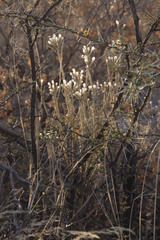 Kleinia longiflora