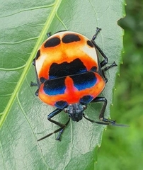Poecilocoris latus