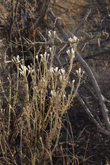 Kleinia longiflora