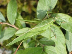 Scudderia curvicauda