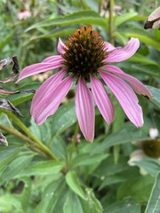 Echinacea purpurea