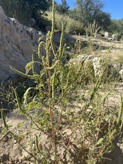 Amaranthus powellii