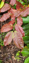 Oxydendrum arboreum
