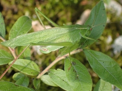 Scudderia curvicauda