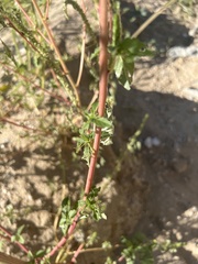Amaranthus powellii