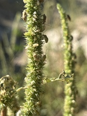 Amaranthus powellii