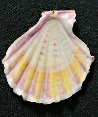 Caribachlamys pellucens