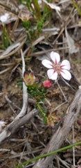 Adenandra uniflora