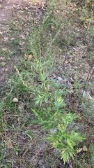 Artemisia vulgaris