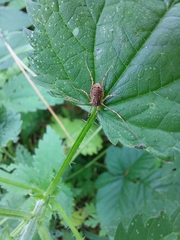 Oligolophus tridens