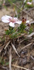 Adenandra uniflora