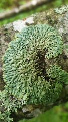 Menegazzia