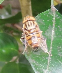 Eristalodes