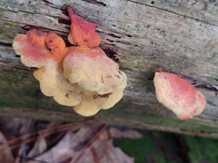 Laetiporus cincinnatus
