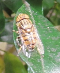 Eristalodes