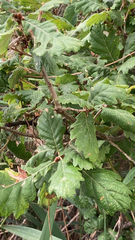Quercus petraea
