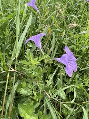 Ruellia nudiflora