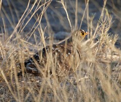 Pterocles bicinctus bicinctus