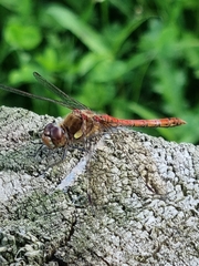 Sympetrum striolatum